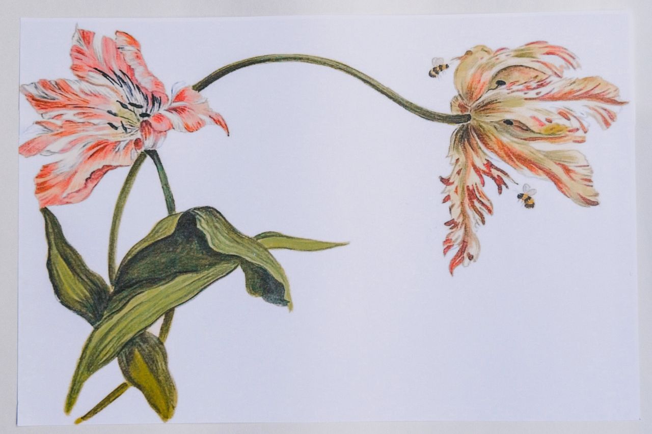 Up close photo of a paper placemat on a white background. The placemat features a wild tulip and honeybees.