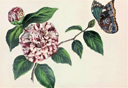 Up close photo of a rectangular paper placemat with camellia and butterfly artwork