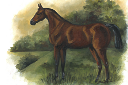 Countryside Elegance Horse Rug