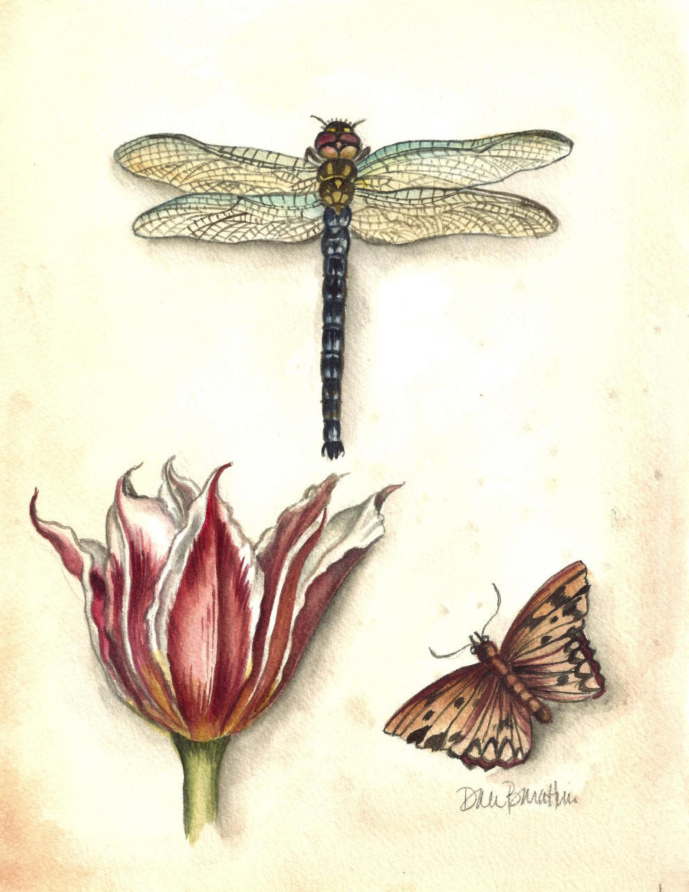 Botanical illustration of a dragonfly, butterfly, and flower on a beige background