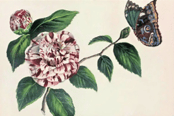 Camellia with Butterfly | Set of 20 Paper Placemats