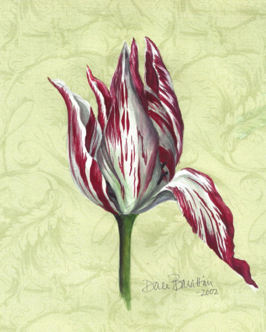 Tall, slender hand-painted tulip in crimson and white with elegant tapered petals on a soft green damask background — ideal for gifting or spring decorating.